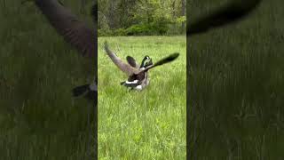 Canada Geese Flying [upl. by Posehn]