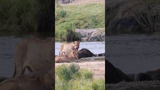 Lionesses Feast Interrupted A Crocodile Claims Its Share [upl. by Leirda476]