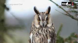 An Introduction to the Longeared Owl Asio otus by Wild Owl [upl. by Ondine]