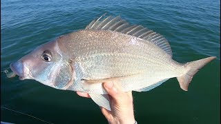 Jig Fishing for Jumbo Porgies Scup [upl. by Taite396]