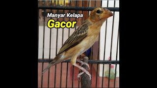 Manyar kelapa gacor [upl. by Ybsorc]