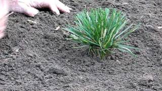 How to Plant Ornamental Grasses [upl. by Flori46]