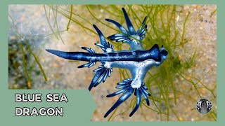 Blue Sea Dragon The Oceans Enigmatic Wonder [upl. by Christianson]