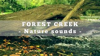 Creek Sounds  Nature Sounds of a flowing river in a Forest for Meditation and Relaxation [upl. by Yenolem]