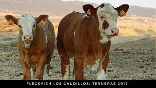 Terneras Simmental Fleckvieh [upl. by Xino]