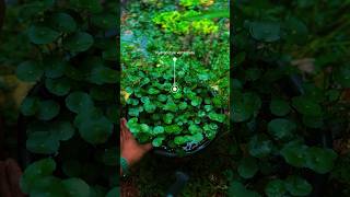 Pennywort  hydrocotyle verticillata propagation  ytshortsindia [upl. by Devaney]