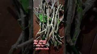 Safeda ko Ayurvedic purnata Roop se theek Karen [upl. by Dazhehs]