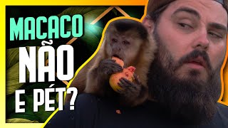 Macaco Prego de estimação O que devo saber  ft AndrePoloni  Biólogo Tai [upl. by Abehsile501]