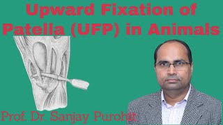 Upward Fixation of Patella UFP in Animals Clinical Procedure 4 by Prof Sanjay Purohit MPD UFP [upl. by Eillen899]