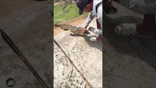 Crocodile hunting🔥 trending viralvideo fyp crocodile hunting [upl. by Trefler]