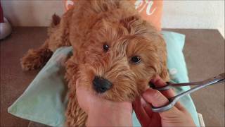 Australian Labradoodle puppys leash amp grooming training [upl. by Dang]