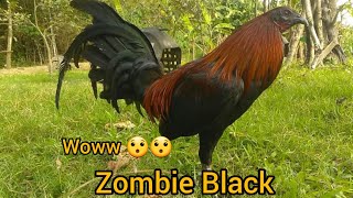 Black Gamefowl Zombie Line [upl. by Bennett]