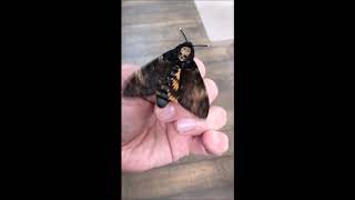 Death Head Hawk Moth  Squeaking Sounds [upl. by Bond]