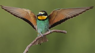 Bee eater with prey in flight [upl. by Eurd315]