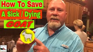 How to Save a Sick Goat  Goat Home Remedy  How to Save a Goat From Dying [upl. by Lanctot]