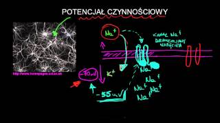 Potencjał czynnościowy [upl. by Kristianson]