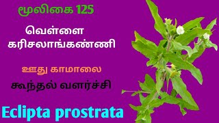 வெள்ளை கரிசலாங்கண்ணி மூலிகைவெள்ளை கரிசாலைEclipta prostrataWhite karisalankanniAlasal [upl. by Oaoj]