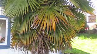 How the Perfect Trachycarpus fortunei Palm should look [upl. by Hodge]