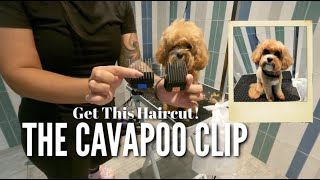 CUTEST CAVAPOO  House Call Dog Grooming [upl. by Acinoj]