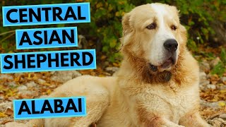 Central Asian Shepherd Dog  Alabai  Facts and Information [upl. by Mihcaoj]