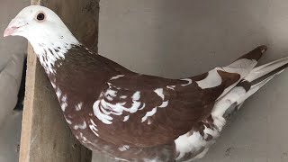 Breeding Meuleman  Rec Red Racing Pigeons [upl. by Gold295]