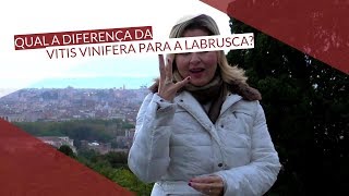 Qual a diferença Vitis Vinifera x Vitis Labrusca  insidethewine 112 de 365 [upl. by Rame]