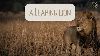 An athletic lioness jumps across a water channel [upl. by Teodor]