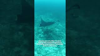 Are Manta Rays Friendly to Humans 🏝 Can Manta Rays Sting 🏖 Manta Rays Facts [upl. by Vowel281]