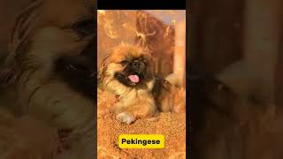 Top 10 Toy Dog Breed dog doglover shorts [upl. by Teerprug]