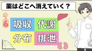 【薬の初級講座】薬は体の中でどのように動くのか？吸収・分布・代謝・排泄【薬物動態学をゆるく解説】 [upl. by Tirreg]