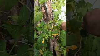 வீட்டு தோட்டம் மிதி பாகற்காய் அறுவடை gardening harvesting [upl. by Awad]