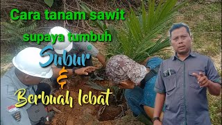 Cara menanam bibit sawit yang benar agar berbuah lebat [upl. by Relyuc]