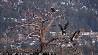 11192024 Juvenile Learning To Be An Eagle [upl. by Bodwell]