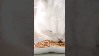 Cat food is the biggest scam on earth [upl. by Susejedesoj358]