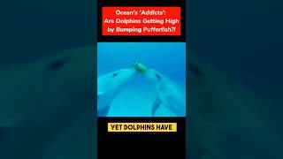 Oceans addicts Are Dolphins Getting High by Bumping Pufferfish animals animalshorts fish [upl. by Atteuqehs]