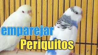 Como eparejar a tus periquitos para reproducirlos [upl. by Salsbury707]