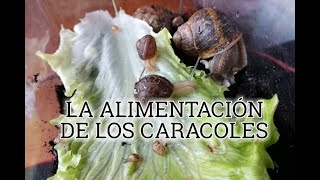 EL CARACOL Y SUS CUIDADOS COMO MASCOTA 4  La alimentación [upl. by Ahseei996]