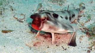 Facts The RedLipped Batfish [upl. by Arv888]