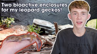 Creating Two Amazing Bioactive Leopard Gecko Enclosures [upl. by Neuburger487]