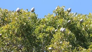 West Indies Mahogany Swietenia mahagoni [upl. by Itirahc422]