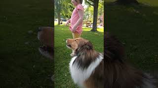 Shelties heard a siren Shelties must Howl [upl. by Elleniad]