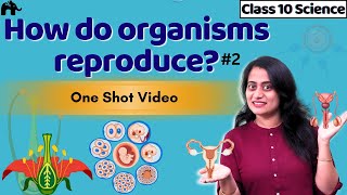 How do organisms reproduce Class 10 Science  CBSE Biology NCERT Chapter 8  Sexual reproduction 2 [upl. by Milano]