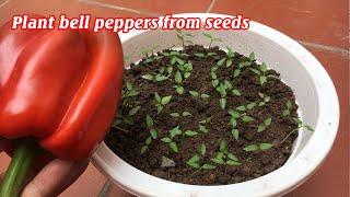 How to grow bell peppers at home [upl. by Trix]