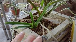 Renantanda sunrise orchid blooms at Densies Orchids [upl. by Mcneil]