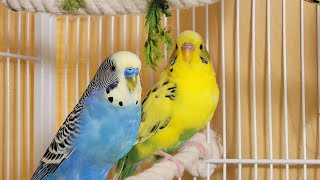 12 Hr If your budgies don’t chirp playing this video will help lonely parakeet bird start to chirp [upl. by Eima606]