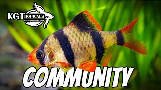 Top 10 Community Fish [upl. by Wyon]