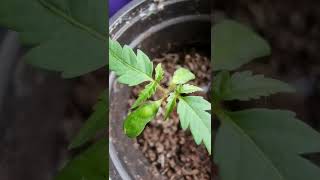 Staghorn Sumac growing from the seed PART 2 Short video Rhus typhina [upl. by Noira609]