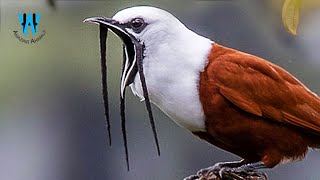 Meet One Of The Loudest Birds In The World Threewattled Bellbird [upl. by Eicyak716]