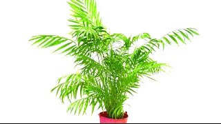 How To Tidy Up A Parlour Palm [upl. by Zeba159]