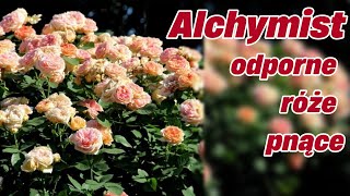 Alchymist  róże pnące o barwnych pachnących kwiatach  Rozariapl [upl. by Shanta]